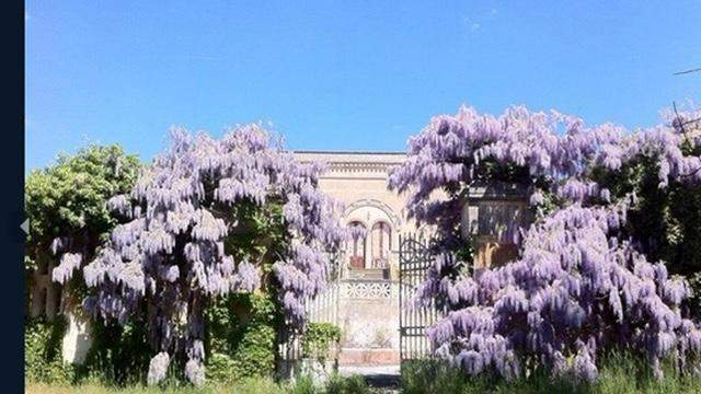 Wisteria Manduria
